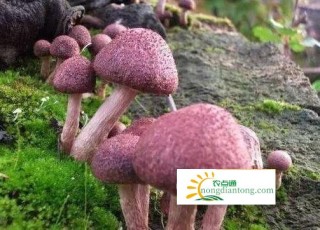 红菇有毒吗？怎么鉴别红菇有没有毒？,第3图