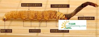 冬虫夏草大的好还是小的好？怎么挑选冬虫夏草？,第3图