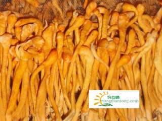 虫草花如何鉴别好坏,第1图