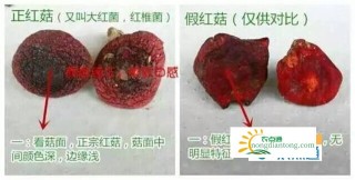 如何辨别红菇的真假？泡红菇的水变红是染色吗？,第2图