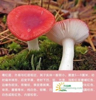 红菇有哪些种类，都分布在哪里？,第2图