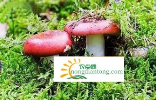 红菇的药用价值和图片,第6图