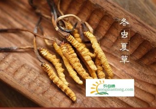 虫草是什么？怎么吃？有什么营养价值？,第3图