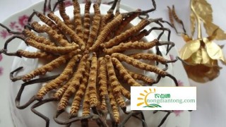 冬虫夏草的作用和功效,第1图