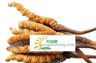 冬虫夏草的功效与作用及食用方法,第1图