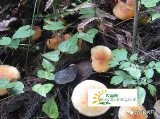 误食毒红菇怎么处理？关键时刻好用的保命招数,第4图