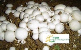 怎么种植口蘑？种植口蘑要注意什么？,第2图