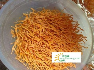 虫草花的禁忌人群，三类人不宜食用,第3图