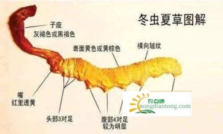 怎么鉴别冬虫夏草？冬虫夏草多少钱一斤？,第1图