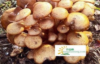 食用榛蘑注意事项有哪些？,第1图