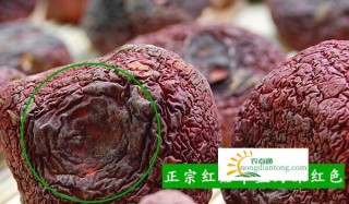 野生红菇多少钱一斤？红菇怎么做？,第2图