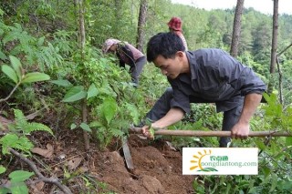 茯苓怎样种植？种植方法有哪些？,第3图