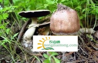 姬松茸的食用注意事项和图片,第2图