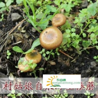 蟹棒蘑菇怎么做好吃吗,第1图