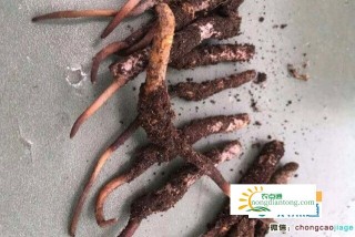 虫草这样泡茶营养价值更高,第1图