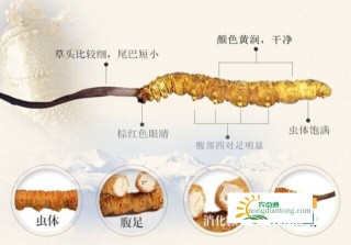 冬虫夏草怎样识别真假？,第3图