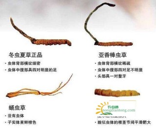 冬虫夏草开花吗？怎么辨别假的冬虫夏草？,第3图