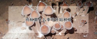 鸡枞菌什么季节开始种植,第1图