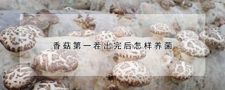 香菇第一茬出完后怎样养菌,第1图