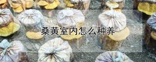 桑黄室内怎么种养,第1图