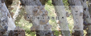 木耳催芽浇水技术,第1图