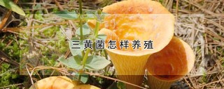 三黄菌怎样养殖,第1图