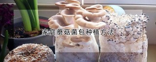 家庭蘑菇菌包种植方法,第1图