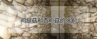 鸡腿菇和杏鲍菇的区别,第1图