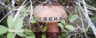 野生菌菇种类,第1图