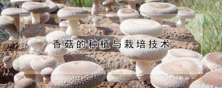 香菇的种植与栽培技术,第1图