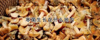 寒菌生长在什么地方,第1图