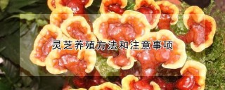 灵芝养殖方法和注意事项,第1图