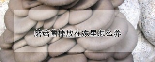 蘑菇菌棒放在家里怎么养,第1图