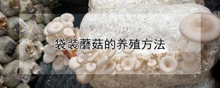 袋装蘑菇的养殖方法,第1图