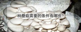 种蘑菇需要的条件有哪些?,第1图