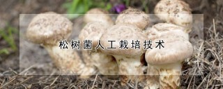 松树菌人工栽培技术,第1图