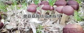 磨菇菇栽培技术指导,第1图