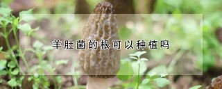 羊肚菌的根可以种植吗,第1图