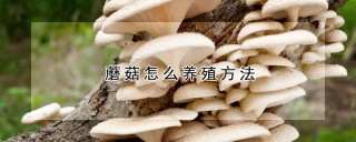 蘑菇怎么养殖方法,第1图