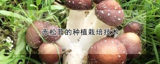 赤松茸的种植栽培技术,第1图