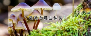 菌类有哪些种类,第1图