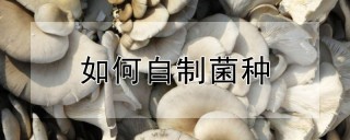 如何自制菌种,第1图