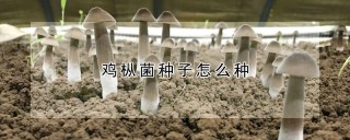 鸡枞菌种子怎么种,第1图