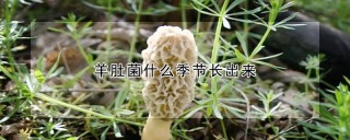 羊肚菌什么季节长出来,第1图