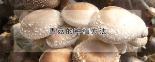 香菇的种植方法,第1图