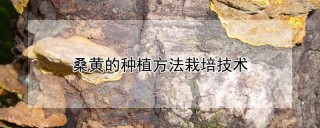 桑黄的种植方法栽培技术,第1图