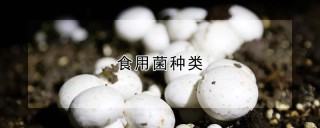 食用菌种类,第1图