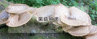 菌菇种类,第1图