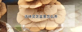 活体灵芝盆景怎么养,第1图