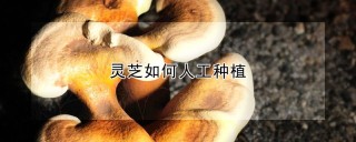 灵芝如何人工种植,第1图